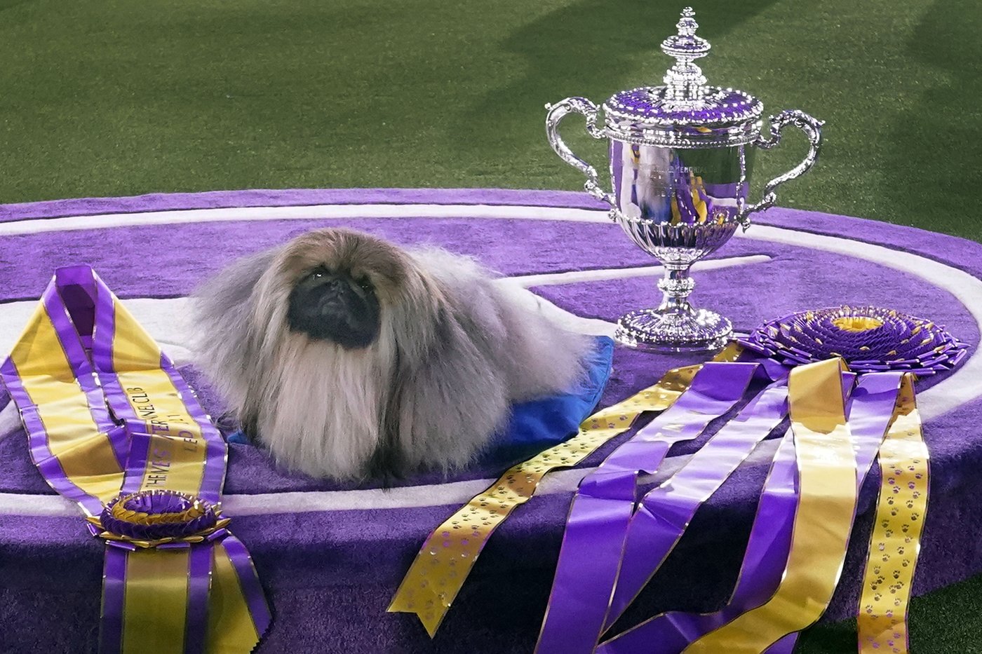 Dog Show 101: What's what at the Westminster Kennel Club | iNFOnews.ca