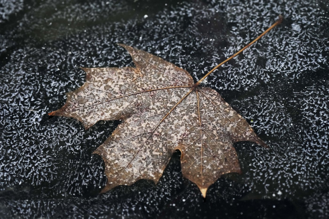 What to know as snow, freezing rain and bitter cold heads through much of the US | iNFOnews.ca What to know as snow, freezing rain and bitter cold heads through much of the US | iNFOnews.ca