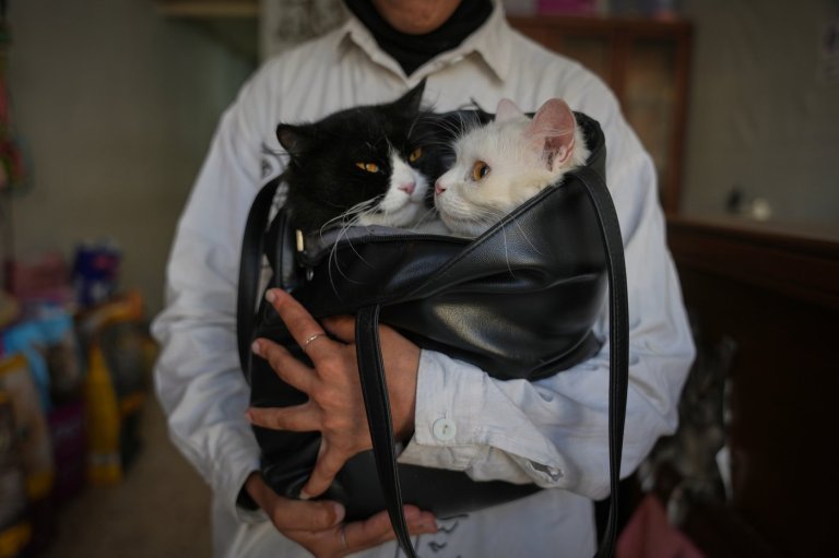 Photos of a rare veterinary clinic still open in war-battered Gaza | iNFOnews.ca