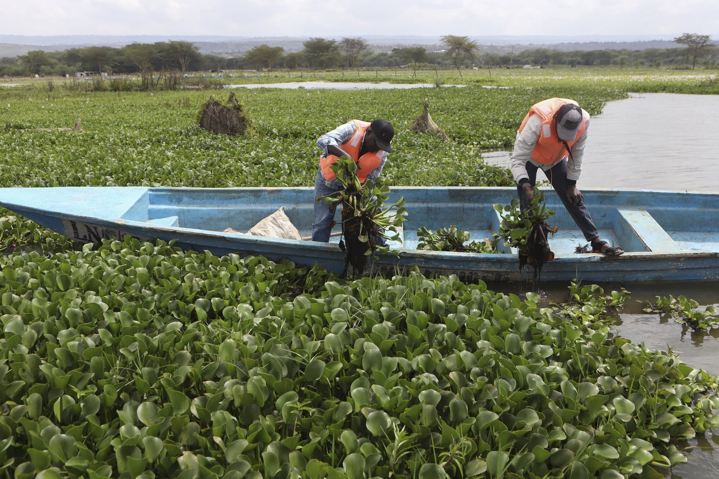 How the invasive water hyacinth is threatening fishermen's livelihoods on a popular Kenyan lake | iNFOnews.ca