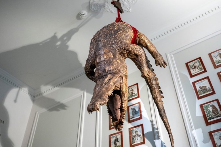 At a new Amsterdam museum, humans are caged as dead animals hang and roam around them | iNFOnews.ca