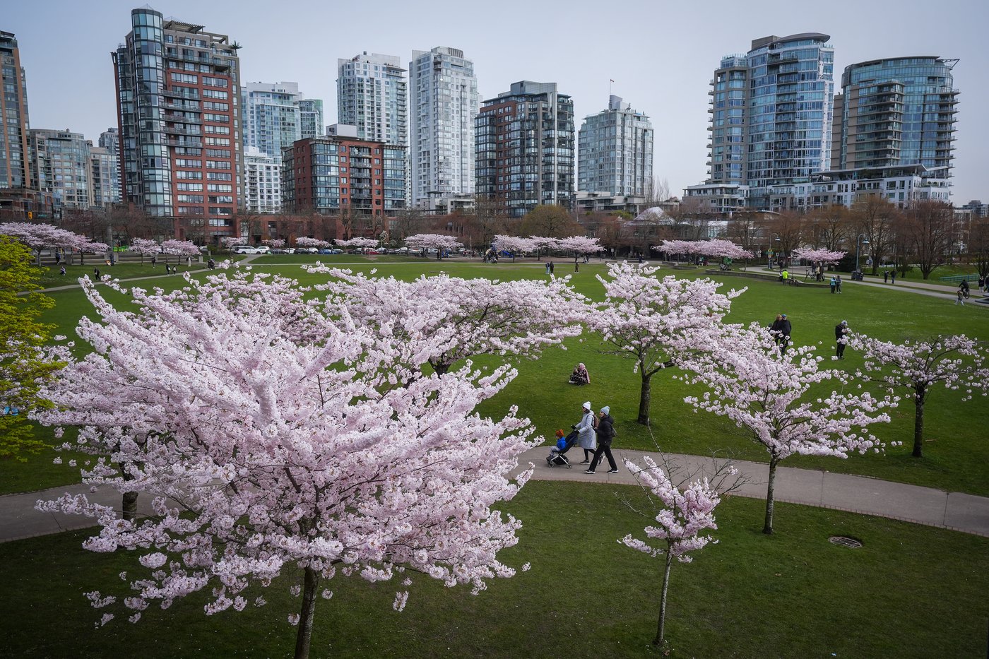 Photo Gallery: Vancouver's famous cherry blossoms out in full bloom | iNFOnews.ca
