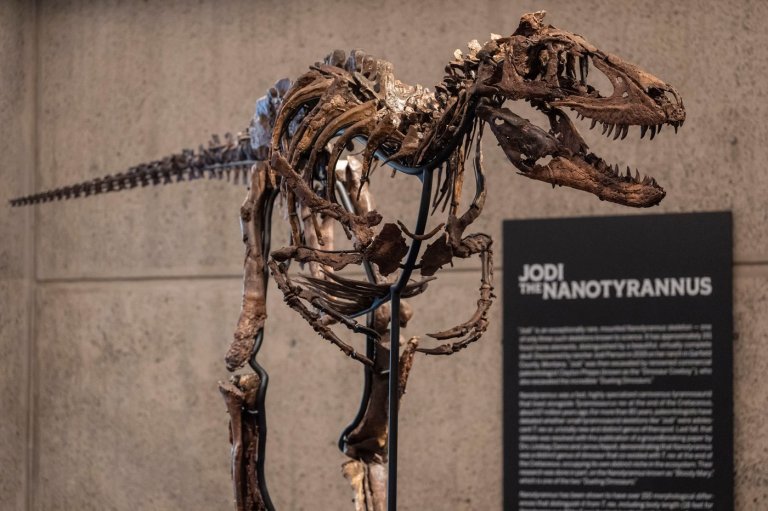 This fossil may look like a mini T. rex, but a Nanotyrannus just sold for a giant $47 million | iNFOnews.ca