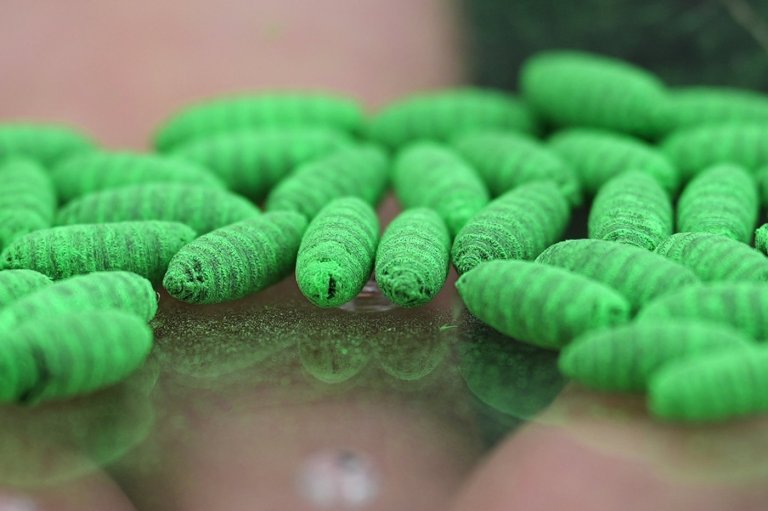 Political blame game follows as screwworm parasite threatens cattle in Texas | iNFOnews.ca