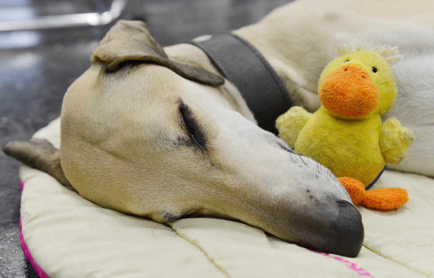 Pet sounds: Why some dog owners share music with their 4-legged friends | iNFOnews.ca Pet sounds: Why some dog owners share music with their 4-legged friends | iNFOnews.ca