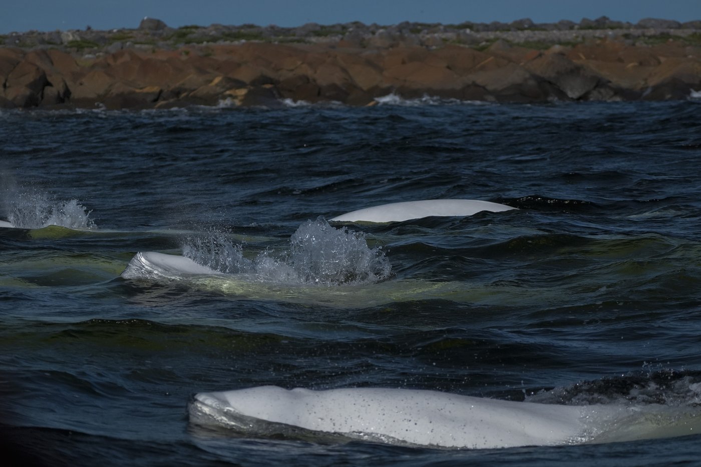 Offering a dose of healing, curious beluga whales frolic in a warming Hudson Bay | iNFOnews.ca Offering a dose of healing, curious beluga whales frolic in a warming Hudson Bay | iNFOnews.ca
