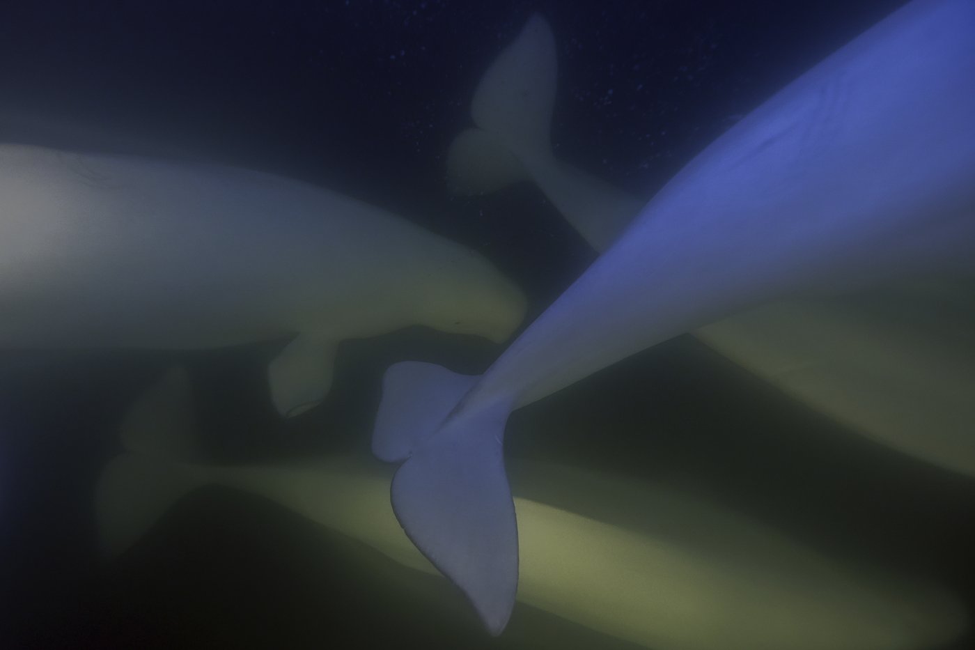 Offering a dose of healing, curious beluga whales frolic in a warming Hudson Bay | iNFOnews.ca Offering a dose of healing, curious beluga whales frolic in a warming Hudson Bay | iNFOnews.ca