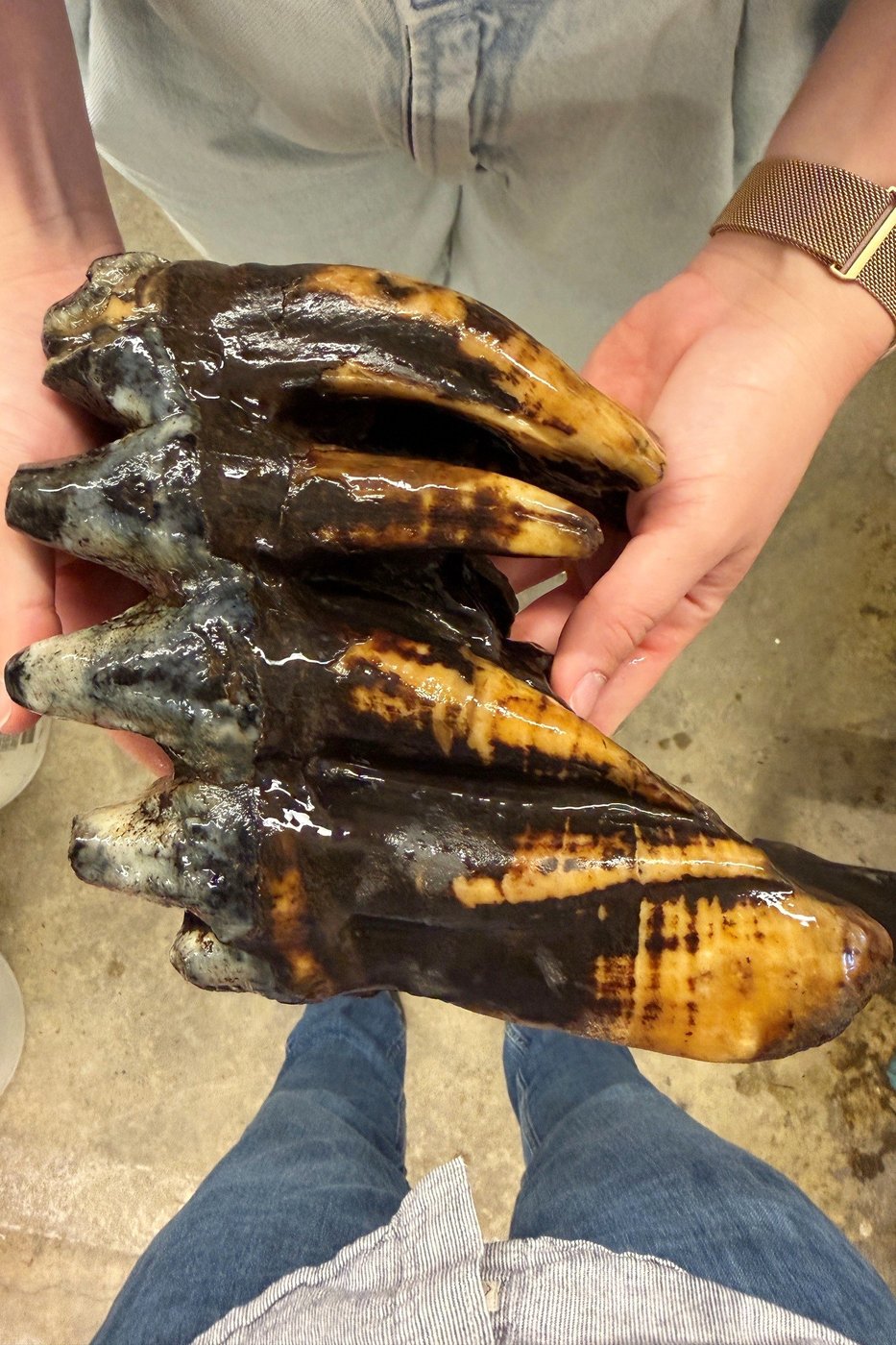 Well-preserved tooth from Pacific mastodon found in a creek in San Francisco Bay Area | iNFOnews.ca Well-preserved tooth from Pacific mastodon found in a creek in San Francisco Bay Area | iNFOnews.ca