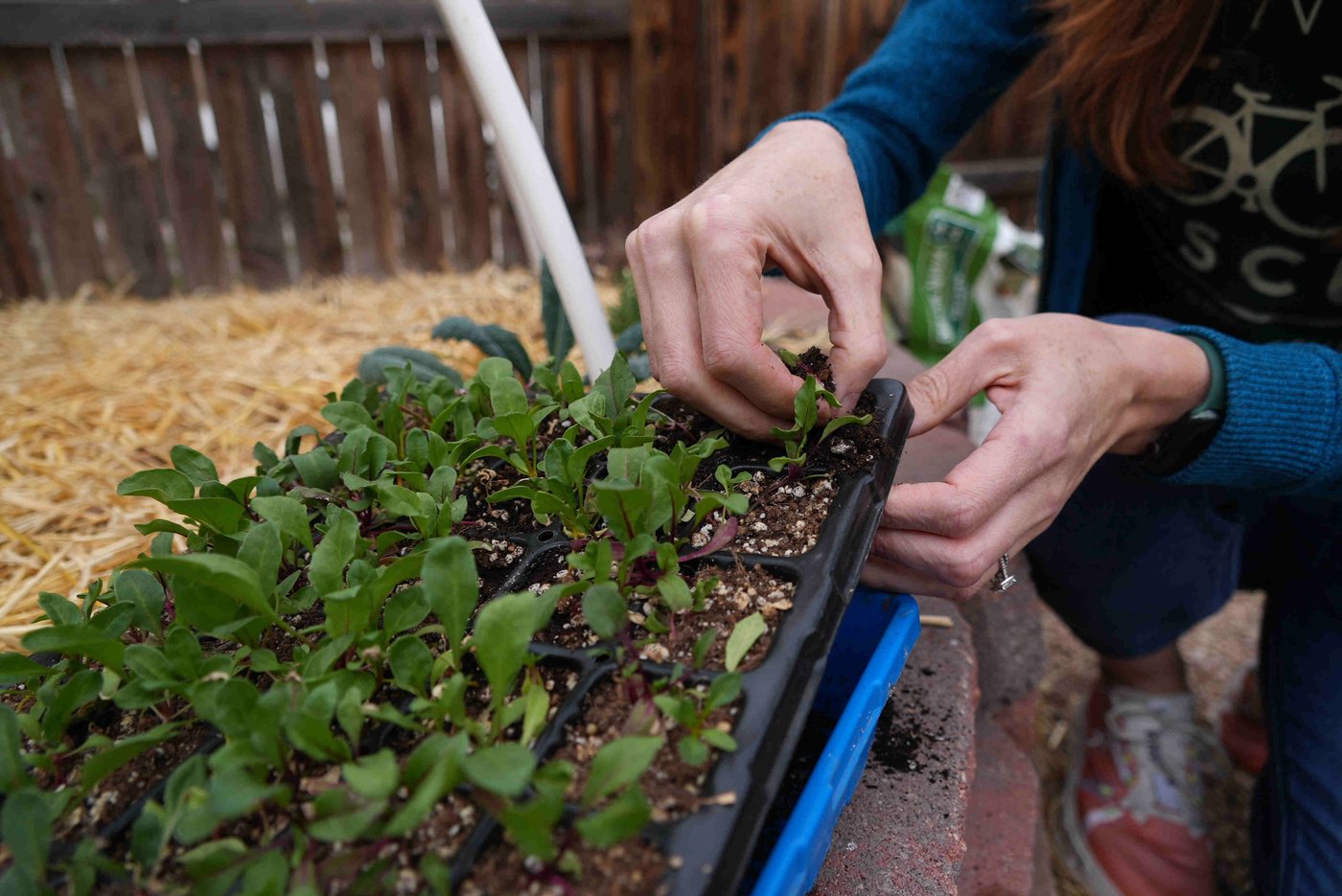 Here's how to grow your own food with less water, even in a drought | iNFOnews.ca