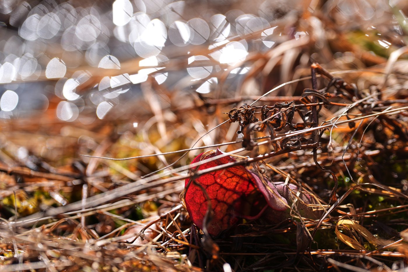 How a retired cranberry bog helped change the game for wetland restoration | iNFOnews.ca How a retired cranberry bog helped change the game for wetland restoration | iNFOnews.ca