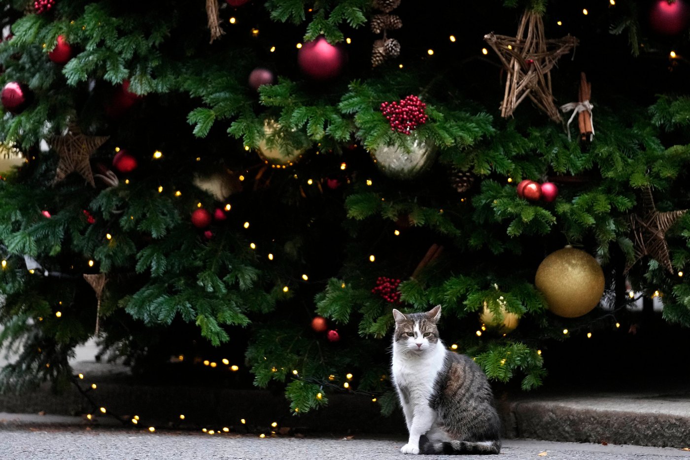 Larry the cat, Britain's Chief Mouser at 10 Downing Street for 15 years, in photos | iNFOnews.ca