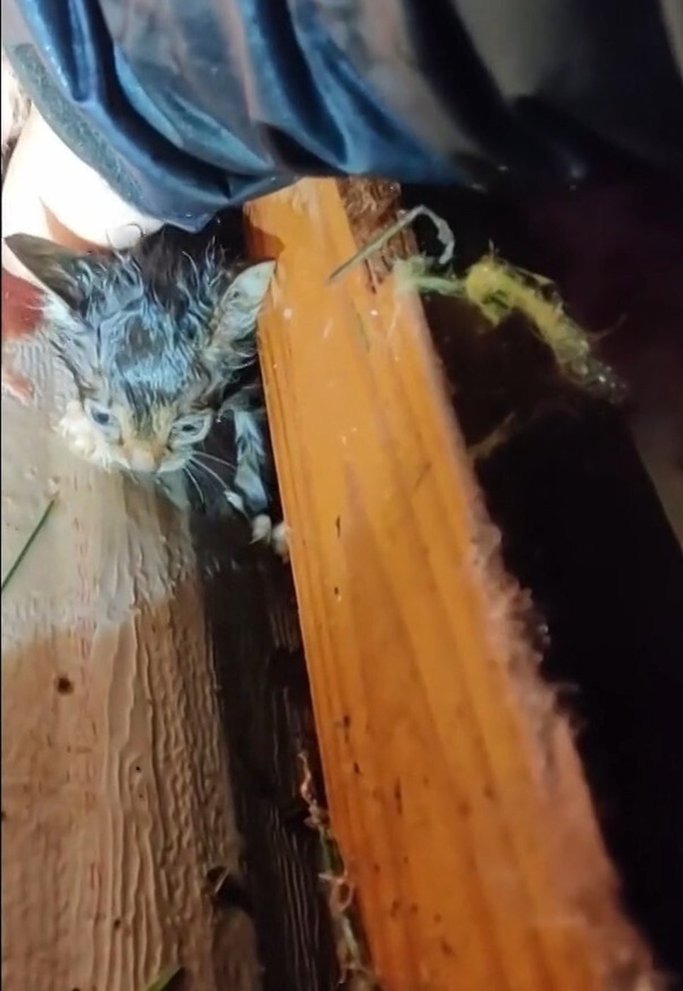 A faint meow in the rubble of a Mississippi tornado leads to a stunning rescue | iNFOnews.ca