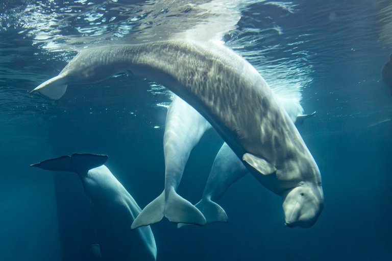 2 more beluga whales die at Chicago aquarium, including 1 recently rescued from Canada | iNFOnews.ca