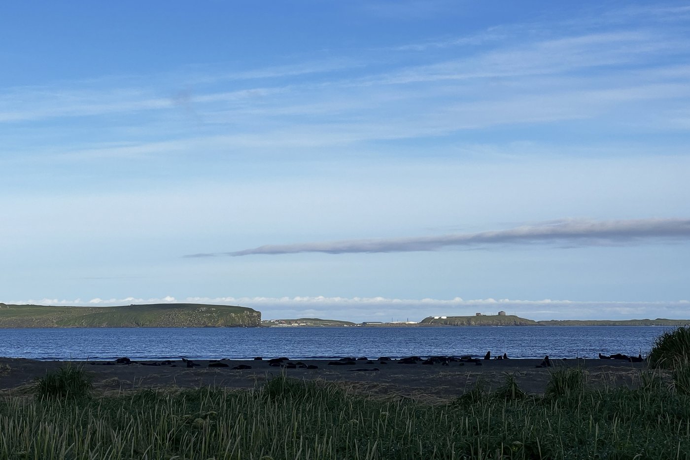Why an Alaska island is using peanut butter and black lights to find a rat that might not exist | iNFOnews.ca Why an Alaska island is using peanut butter and black lights to find a rat that might not exist | iNFOnews.ca