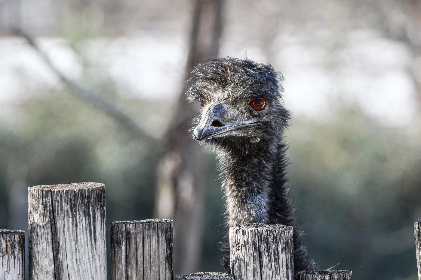 Hailstorm kills emu at Missouri zoo, cancels flights and damages hundreds of vehicles | iNFOnews.ca