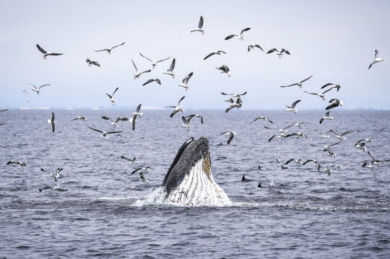 Marine scientist says whale strikes 'almost inevitable,' urges boaters to slow down | iNFOnews.ca Marine scientist says whale strikes 'almost inevitable,' urges boaters to slow down | iNFOnews.ca