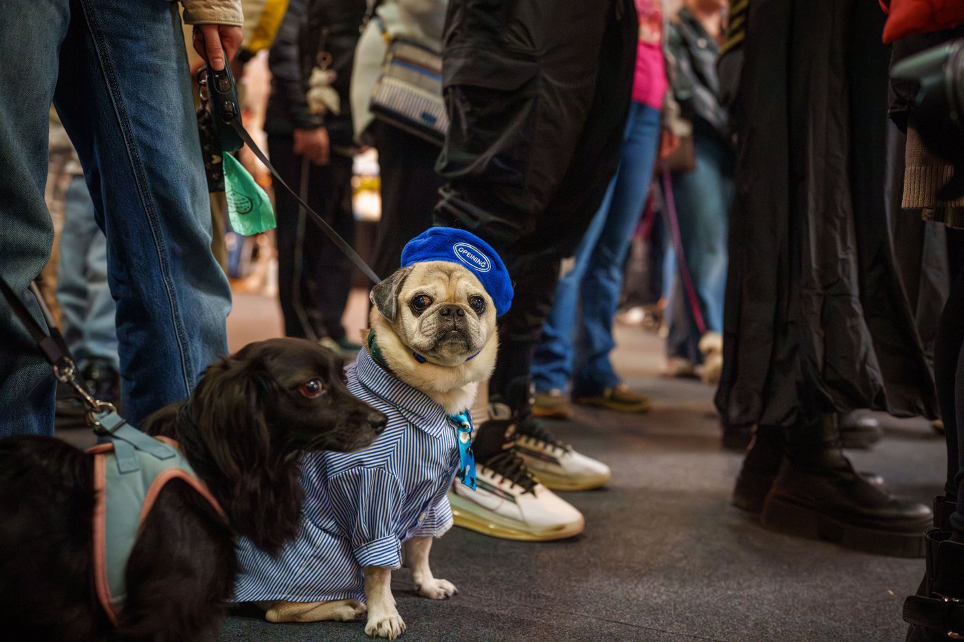 Photos of pets dressed up in costumes for Romania’s annual animal expo | iNFOnews.ca