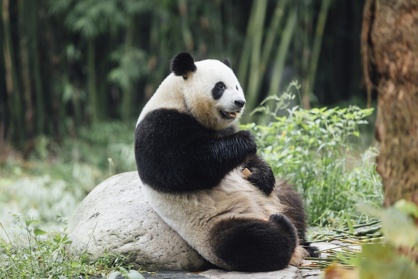 A new pair of giant pandas gifted by Beijing arrives in Hong Kong | iNFOnews.ca
