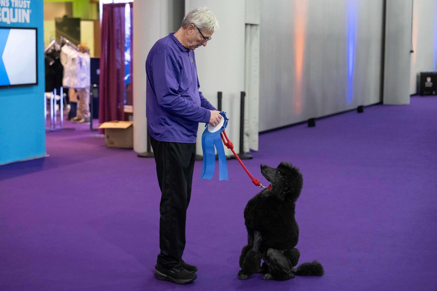 Wowed by the agility dogs at the Westminster show? Handlers explain how it's done | iNFOnews.ca