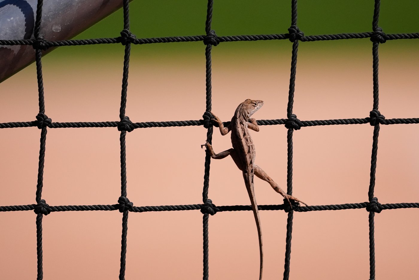 The top photos of the week by AP photojournalists | iNFOnews.ca