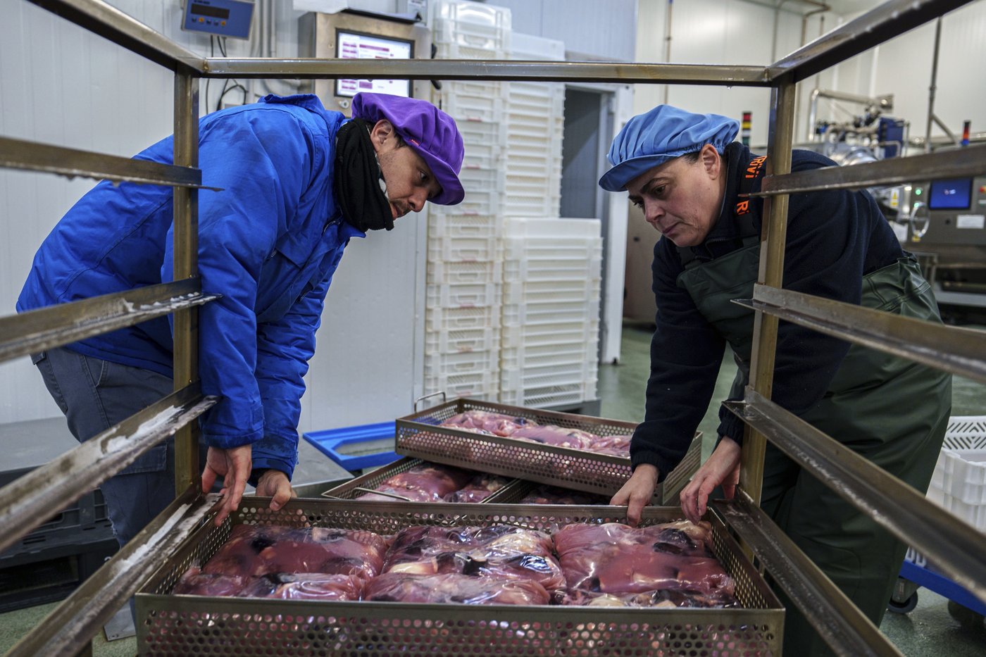 As octopuses dwindle in Spanish waters, suppliers look to imports and farming despite concerns | iNFOnews.ca