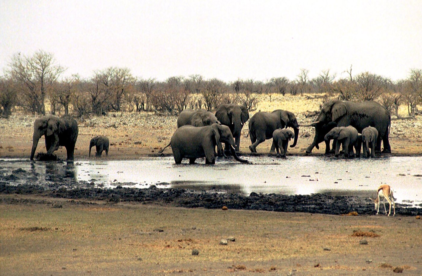 Namibia sends hundreds of soldiers to help battle huge wildfire in Etosha National Park | iNFOnews.ca