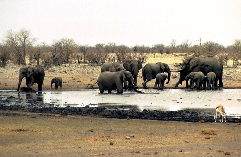 Namibia sends hundreds of soldiers to help battle huge wildfire in Etosha National Park | iNFOnews.ca