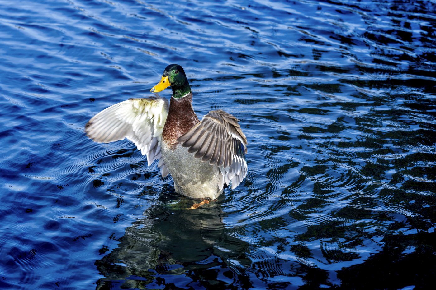 What to know about the bird flu outbreak in wild birds and what it means for backyard bird feeders | iNFOnews.ca