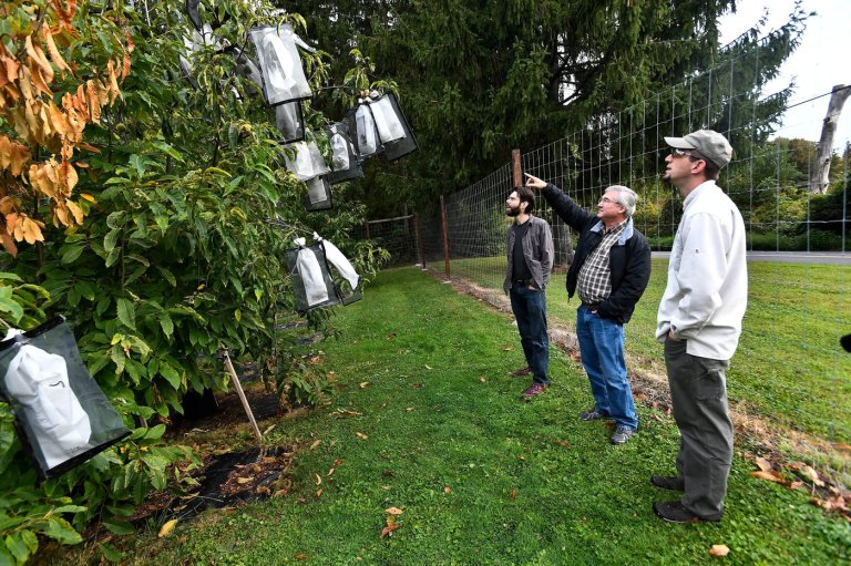 Scientists say genetic analysis could greatly speed restoration of iconic American chestnut | iNFOnews.ca