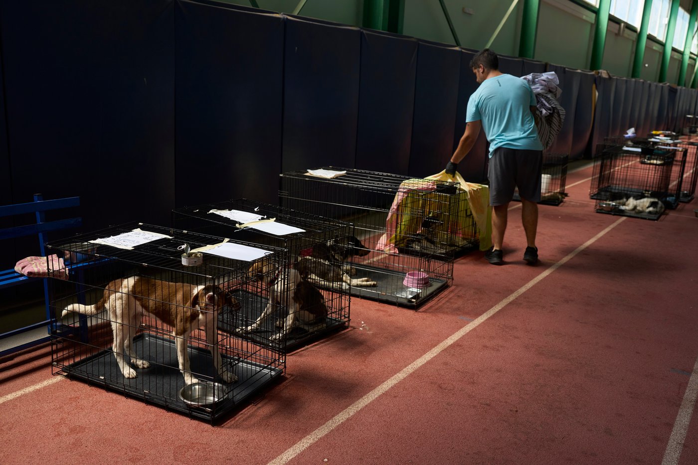 Wildfire near Athens leaves rescuers scrambling to reunite hundreds of animals | iNFOnews.ca