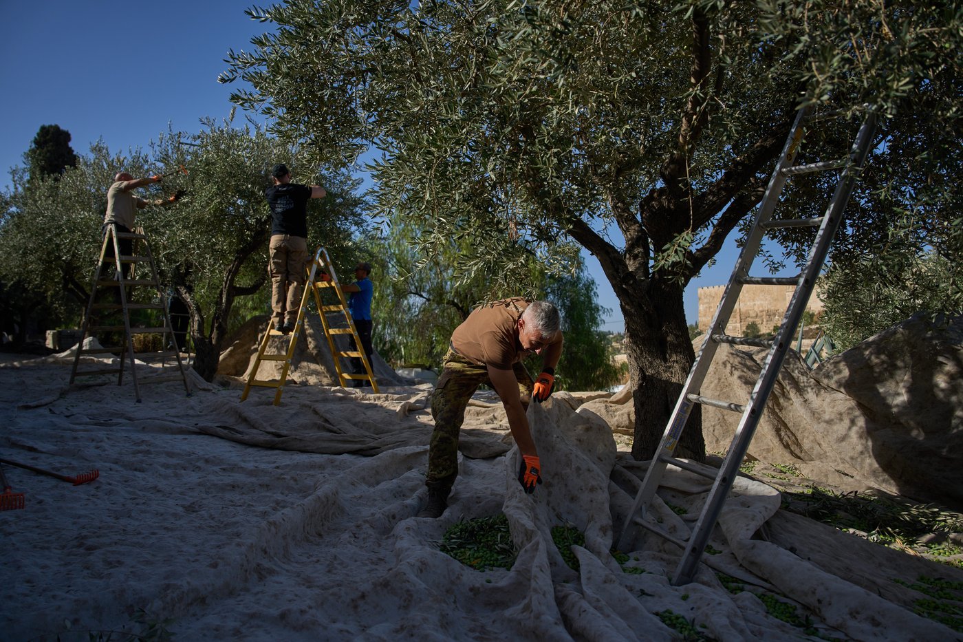 On Mount of Olives where Jesus prayed, monks and nuns keep harvesting olives | iNFOnews.ca