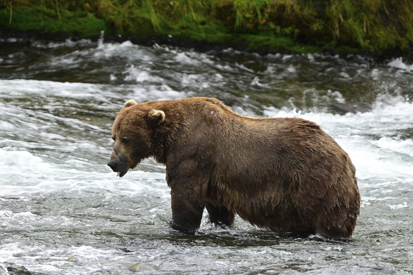 Alaska’s Fat Bear Week kicks off with online voting to crown the most oversized ursine | iNFOnews.ca