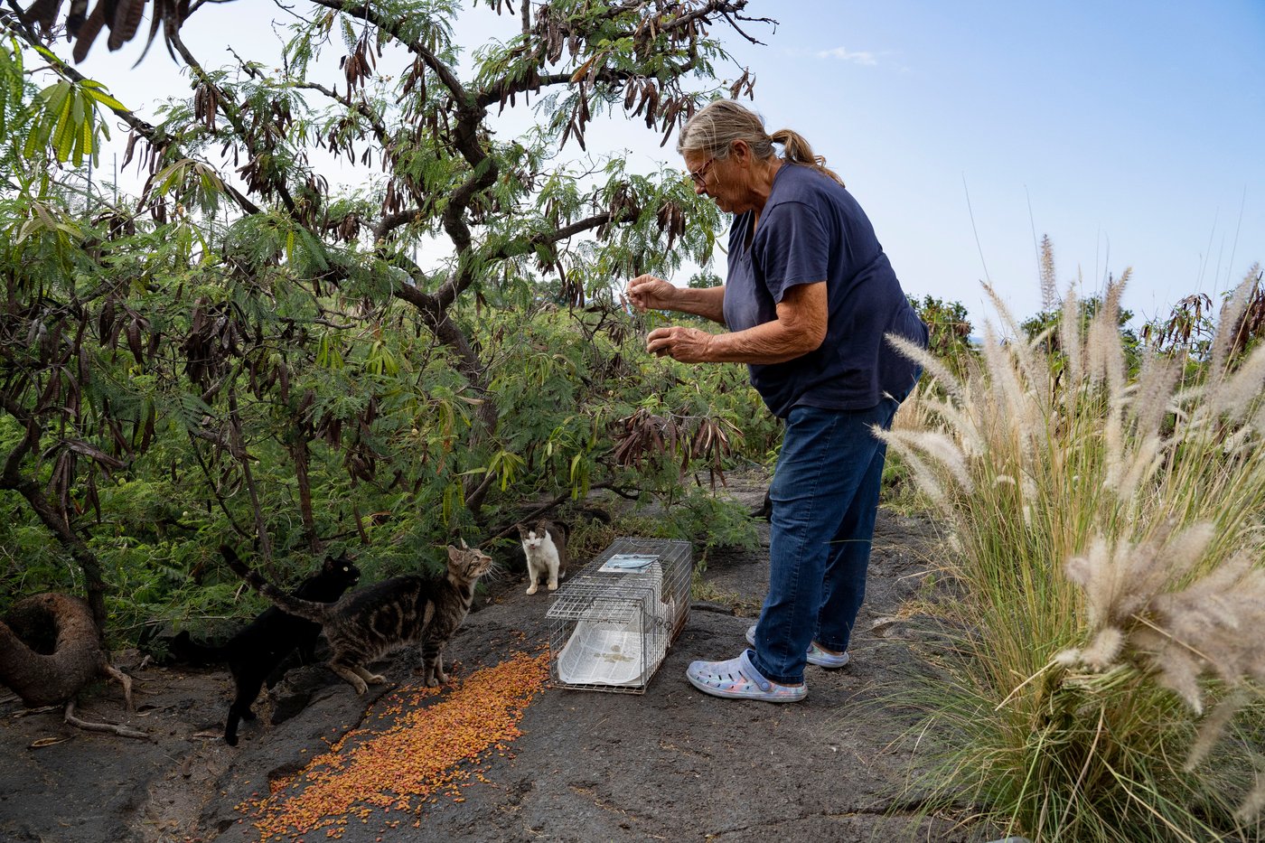 Hawaii's Big Island bans feeding feral cats in an effort to help endangered native species | iNFOnews.ca