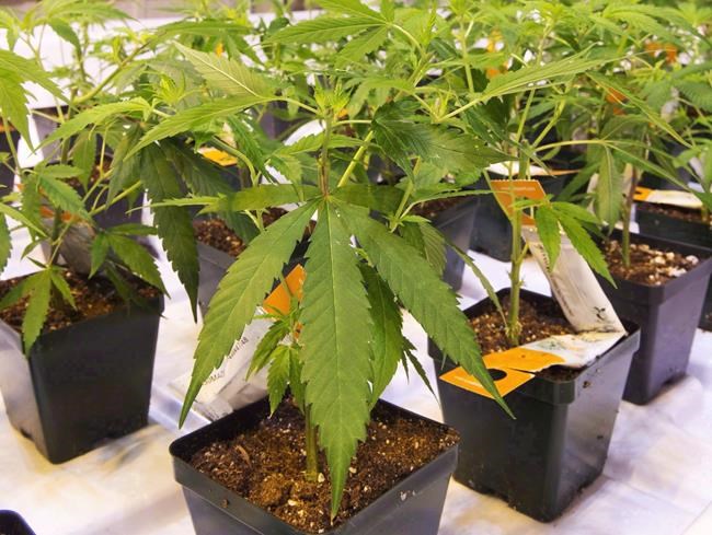 Aurora reports $3.3 billion loss for full year, $1.86 billion for Q4 | iNFOnews.ca