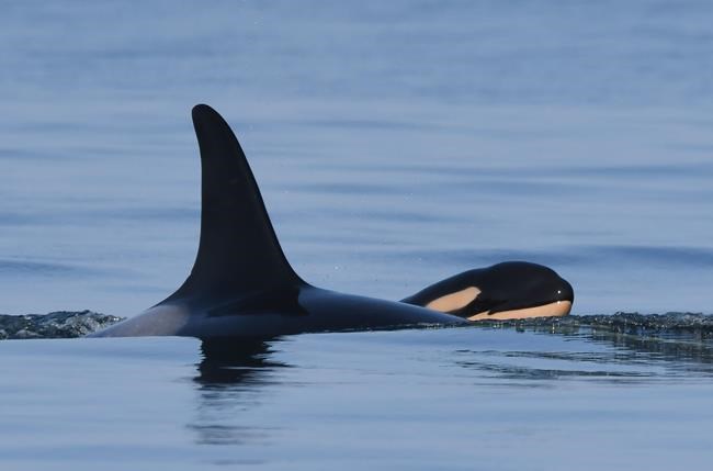 Gender reveal for 'robust' new calf of endangered west coast orca species | iNFOnews.ca