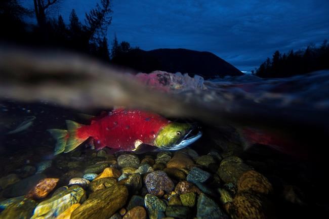 Minimal risk to wild salmon from viruses on farmed B.C. salmon: Fisheries Department | iNFOnews.ca Minimal risk to wild salmon from viruses on farmed B.C. salmon: Fisheries Department | iNFOnews.ca