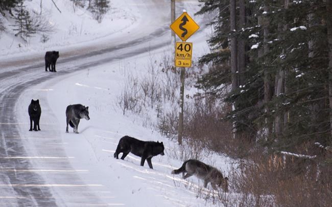Mandatory COVID-19 vaccines and fake letter about wolves: In The News for Oct. 14 | iNFOnews.ca