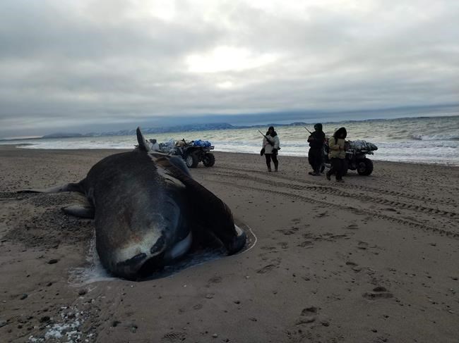 Beached bowhead whales in western Nunavut might point to killer whale attacks | iNFOnews.ca Beached bowhead whales in western Nunavut might point to killer whale attacks | iNFOnews.ca
