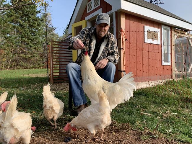Chicken wire nowhere to be found amid surge in DIY food production | iNFOnews.ca