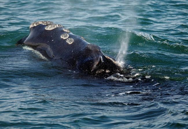 Call for action as U.S. reports sharp drop in North Atlantic right whale population | iNFOnews.ca