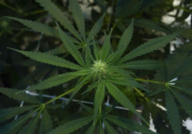 Cannabis company Hexo proposes share consolidation plan to boost share price | iNFOnews.ca