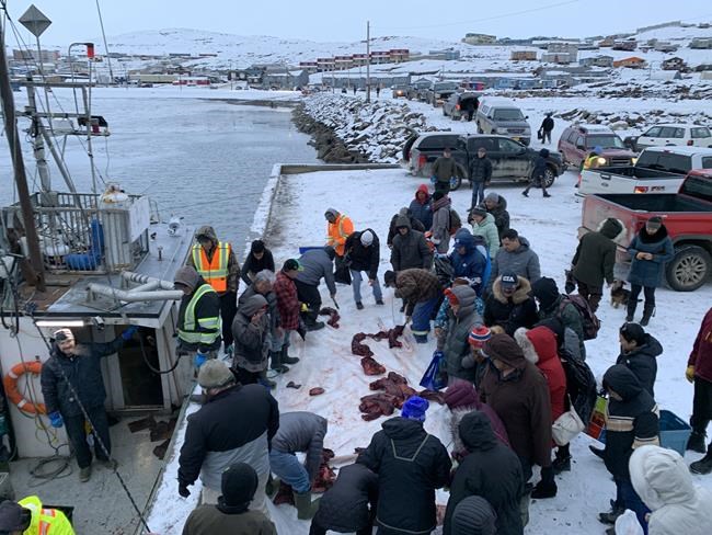 Flippers, ribs and intestines: Annual walrus hunt in Iqaluit a chance for fresh meat | iNFOnews.ca