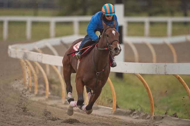 Woodbine Mile champion Starship Jubilee will be heading to Breeders' Cup at Keeneland | iNFOnews.ca CP670682941