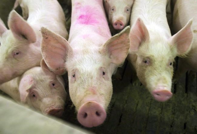 Infectious disease expert says human case of rare swine flu likely a one-off | iNFOnews.ca