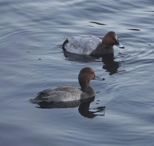 Off-course duck from Europe or Asia is first of its kind to reach B.C. | iNFOnews.ca Off-course duck from Europe or Asia is first of its kind to reach B.C. | iNFOnews.ca
