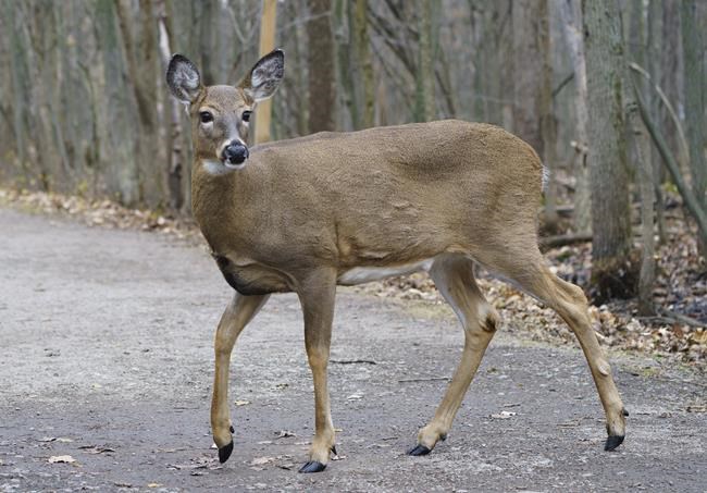 Quebec city set to kill white-tailed deer relents, will move to relocate them instead | iNFOnews.ca Quebec city set to kill white-tailed deer relents, will move to relocate them instead | iNFOnews.ca