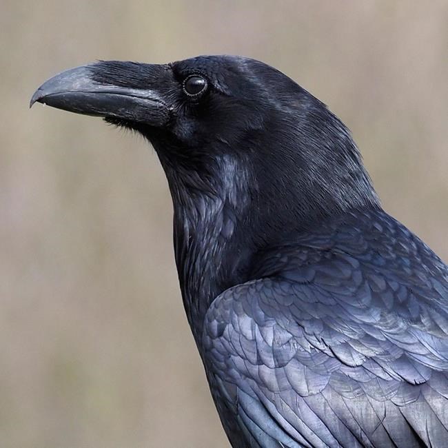 Stolen raven: Montreal zoo urging whoever took 'Kola' to return him | iNFOnews.ca CP649747614