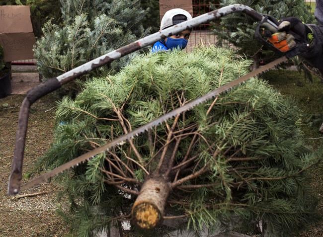 “Everyone wants a tree and they want it now”: Christmas tree sales on pace for record | iNFOnews.ca