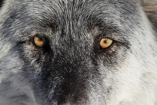 Canadians OK with vaccine wait and wolfdogs get a home: In The News for Dec. 1 | iNFOnews.ca Canadians OK with vaccine wait and wolfdogs get a home: In The News for Dec. 1 | iNFOnews.ca