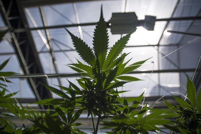 CannTrust relaunches two brands following illegal cultivation, CCAA filing | iNFOnews.ca CannTrust relaunches two brands following illegal cultivation, CCAA filing | iNFOnews.ca